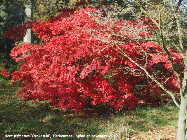 Acer palmatum 'Ozakazuki'