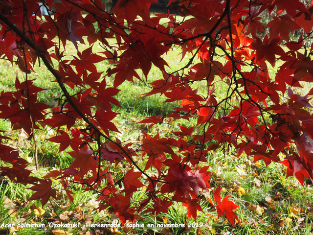 Acer palmatum 'Ozakazuki'