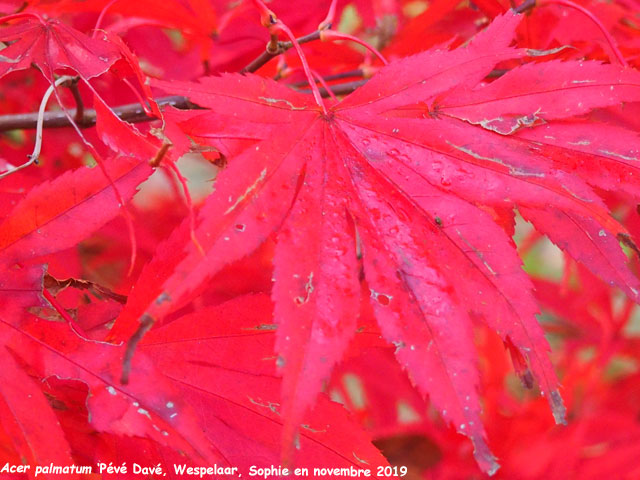 Acer palmatum 'Pévé Davé'