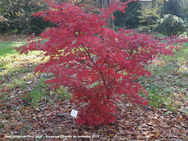 Acer palmatum 'Pévé Davé