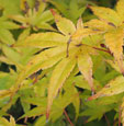 Acer palmatum 'Ozakazuki'