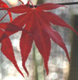 Acer palmatum 'Red Emperor'