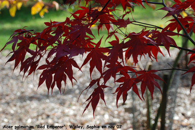 Acer palmatum 'Red Emperor'