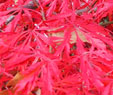 Acer palmatum 'Red Flame'