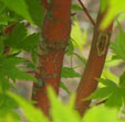 Acer palmatum 'Red Wood'