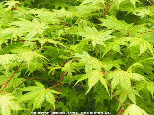 Acer palmatum 'Reticulatum'