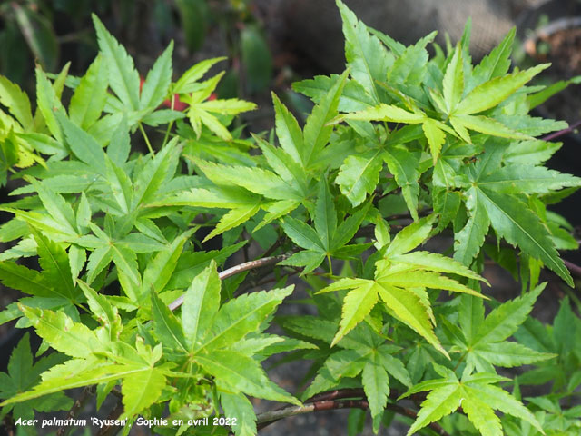 Acer palmatum 'Ruysen'