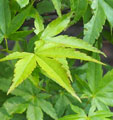Acer palmatum 'Ryusen'