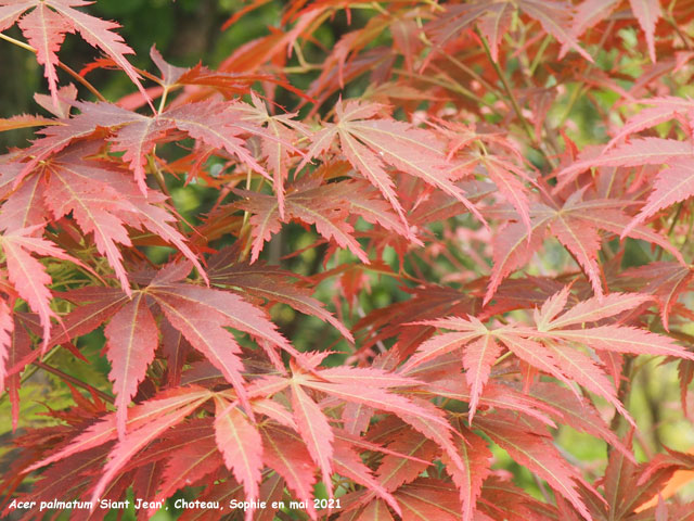 Acer palmatum 'Saint-Jean'