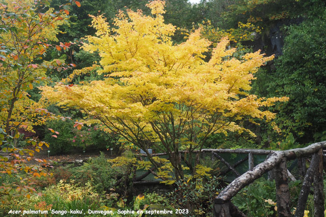 Acer palmatum 'Sango-Kaku'