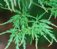 Acer palmatum 'Seiryu'