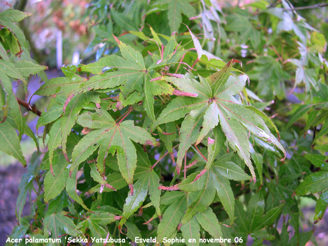 Acer palmatum 'Sekka Yatsubusa'