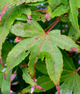 Acer palmatum 'Sekka Yatsubusa'