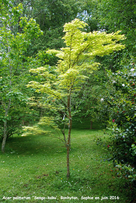 Acer palmatum 'Sango-Kaku'