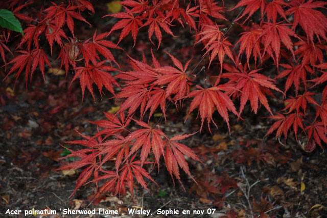 Acer palmatum 'Sherwood Flame'