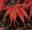 Acer plamatum 'Sherwood Flame'