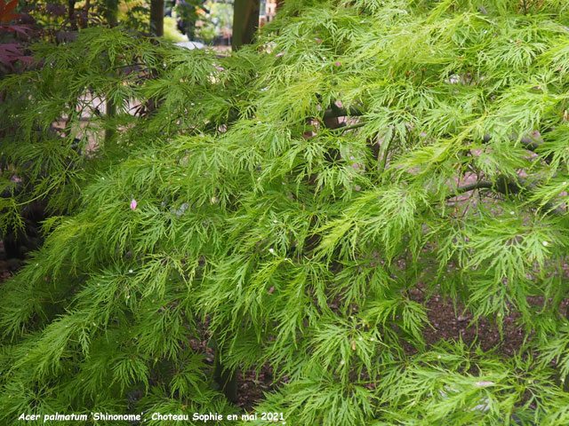 Acer palmatum 'Shinonome'