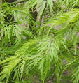Acer palmatum 'Shinonome'