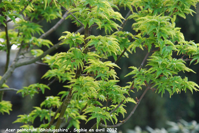 Acer palmatum 'Shishigashira'