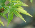 Acer plamatum 'Shishigashira'
