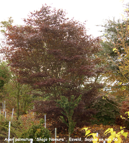 Acer plamatum 'Shôjô-Nomura'