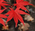 Acer palmatum 'Sherwood Flame'