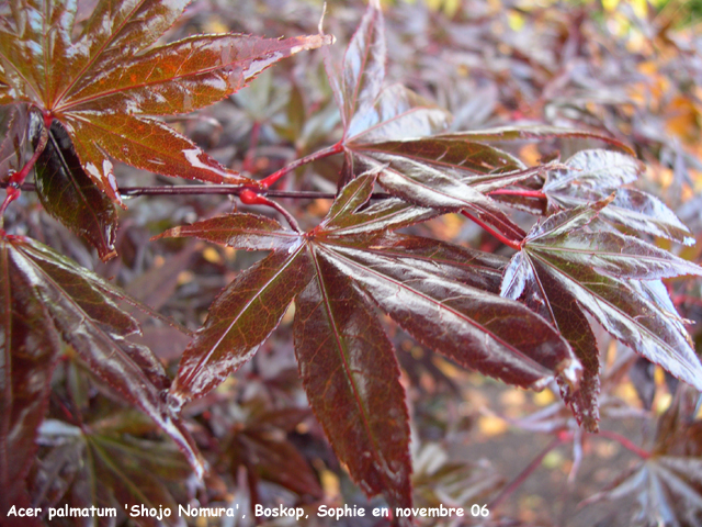 Acer plamatum 'Shôjô-Nomura'