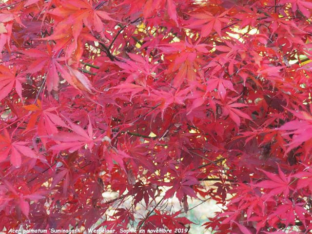 Acer palmatum 'Suminagashi'