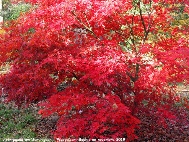 Acer palmatum 'Suminagashi'