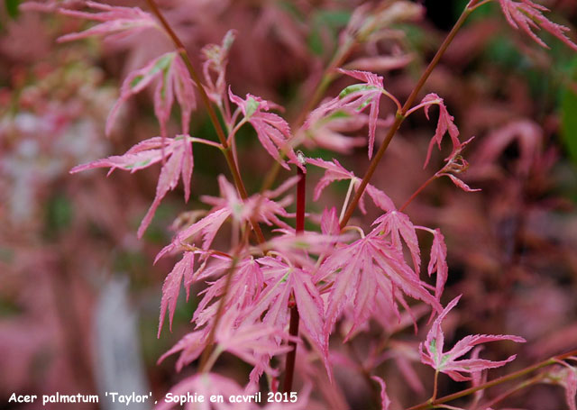 Acer palmatum 'Taylor'