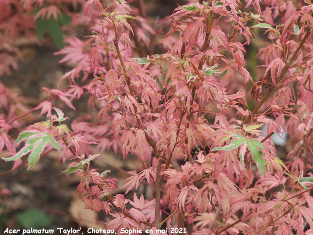 Acer palmatum 'Taylor'