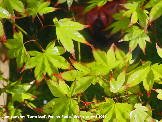 Acer palmatum 'Tsuma Beni'