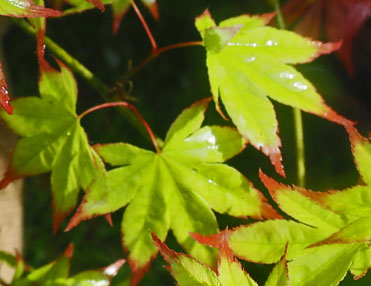 Acer palmatum 'Tsuma beni'