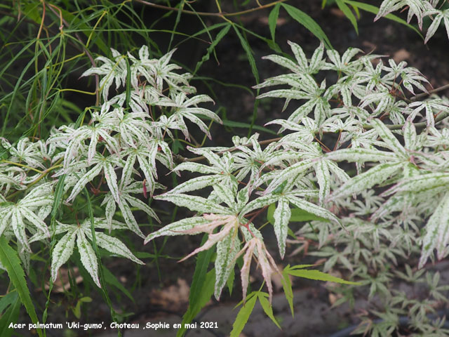 Acer palmatum 'Uki-gumo'