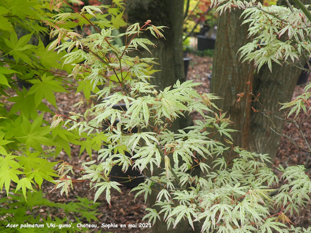 Acer palmatum 'Uki-gumo'