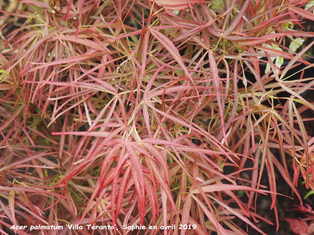 Acer palmatum 'Villa Taranto'