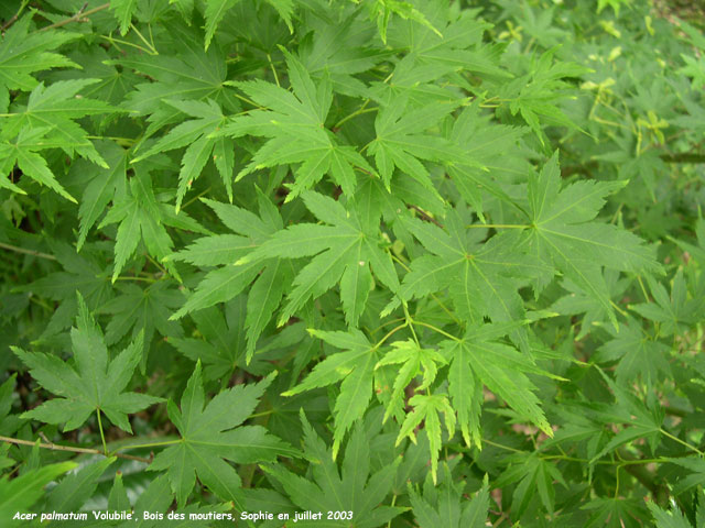 Acer palmatum 'Volubile'