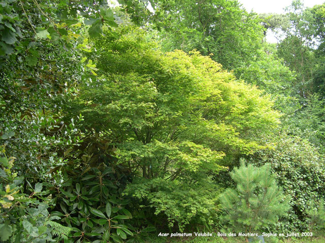 Acer palmatum 'Volubile'