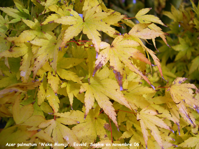 Acer palmatum 'Waka Momiji'