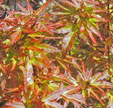 Acer palmatum 'Wilson's Pink Dwarf'