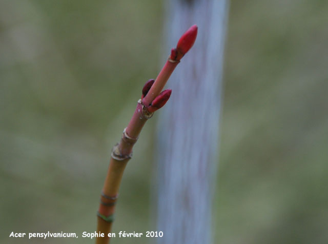 Acer pensylvanicum