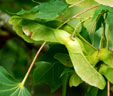 Acer platanoides