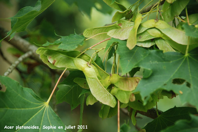 Acer platanoides