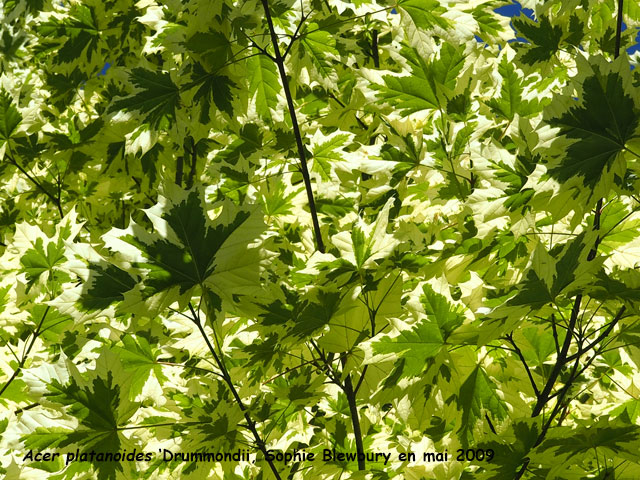 Acer platanoides 'Drummondii