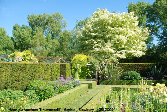 Acer platanoides 'Drummondii'