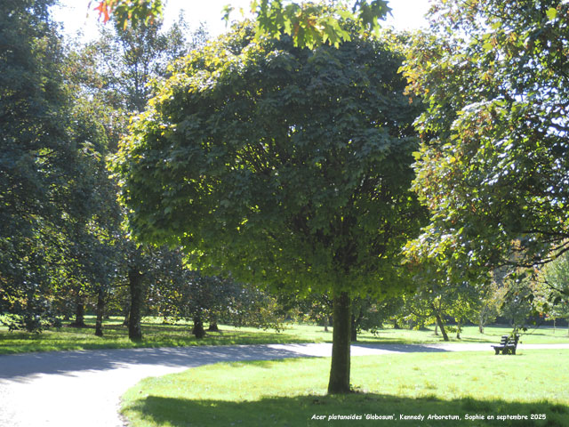 Acer platanoides 'Globosum'