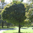 Acer platanoides 'Globosum'
