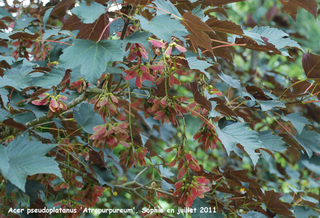 Acer pseudoplatanus 'Atropurpureum