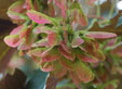 Acer pseudoplatanus 'Atropurpureum'