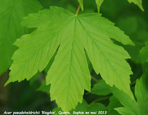 Acer x pseudoheldrichii 'Blagdon'